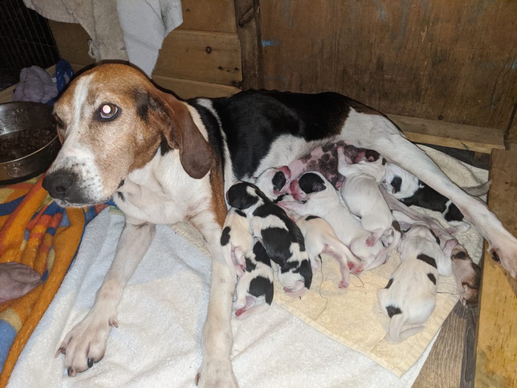 9 Babies Total