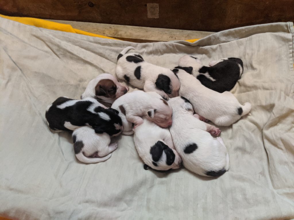 12 days old