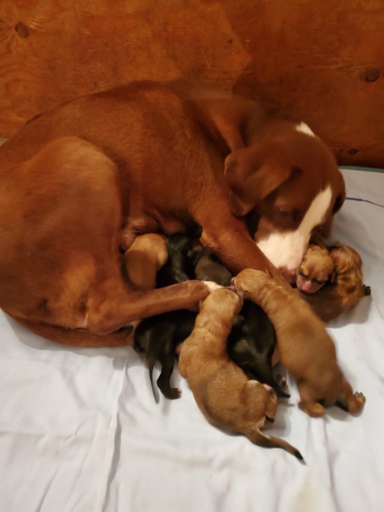July 23 8 puppies born
