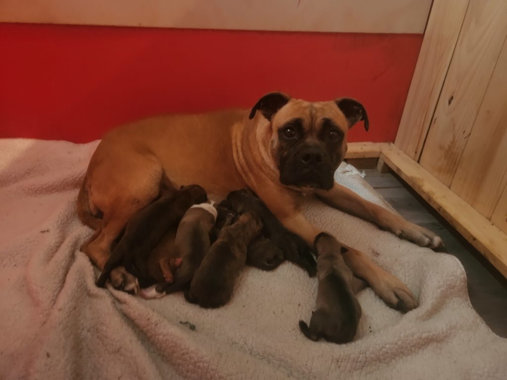 7 puppies born today